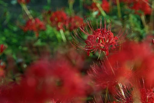 ひがんばなの写真