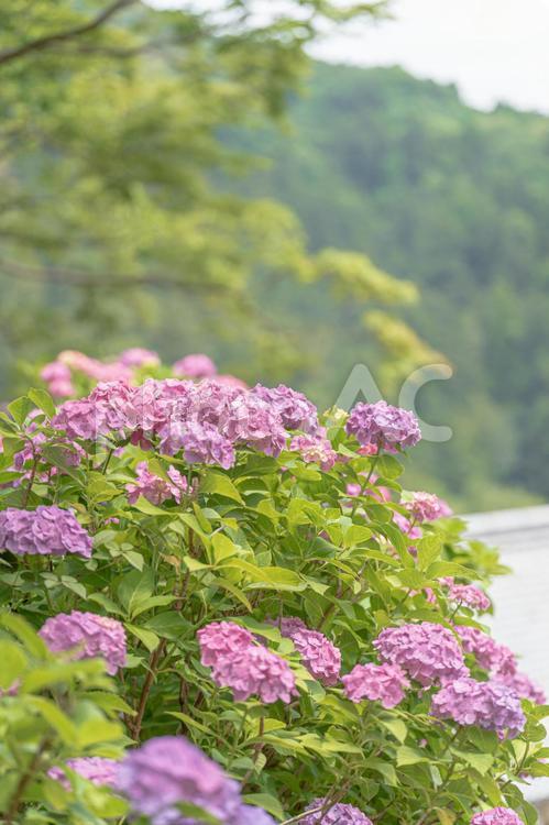 京都府　-　【長谷寺のあじさい】 奈良県,桜井市,長谷寺の写真素材