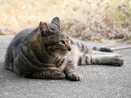 Cat.3, JPG