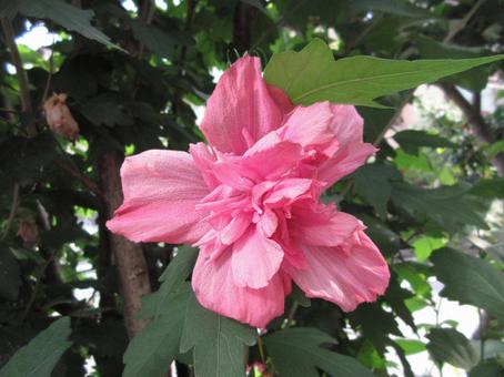 Double-flowered hibiscus, JPG