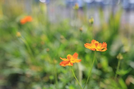 公園のキバナコスモス2 公園のキバナコスモス2 キバナコスモス,キバナ,コスモスの写真素材