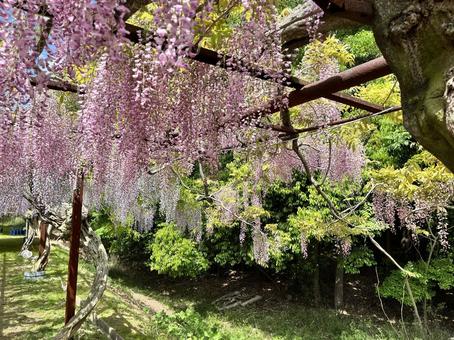 Fuji Flower, JPG