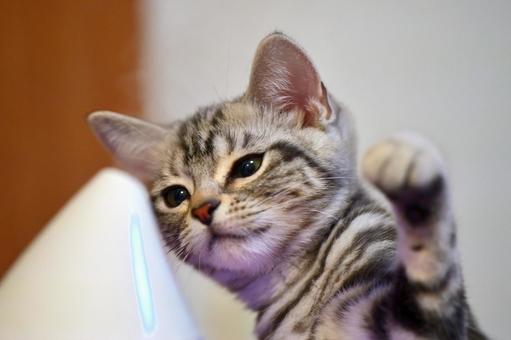 加湿器と戦う子猫 加湿器と戦う子猫 子猫,kitten,ねこの写真素材