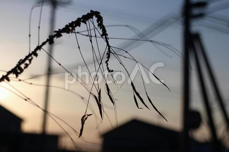 令和６年の枯草 空,風景,自然の写真素材