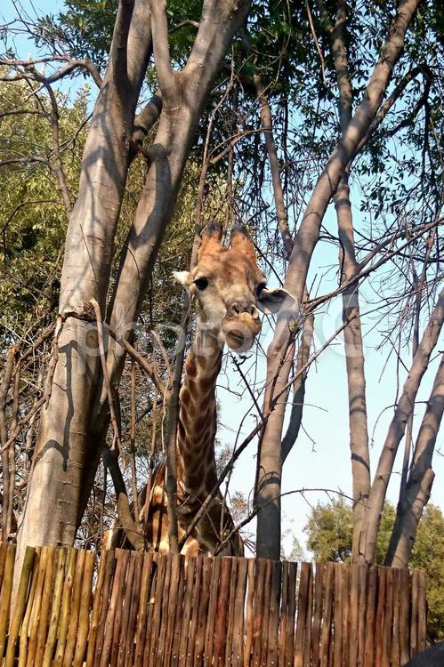 キリン★南アフリカ キリン,動物,草食動物の写真素材