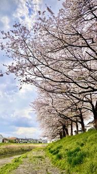 桜並木 桜並木の写真