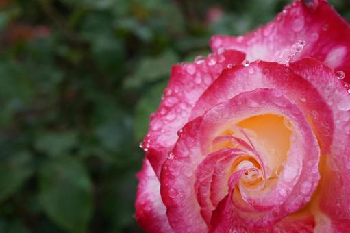 雨に濡れたバラ(ダブルデライト)07 雨に濡れたバラ(ダブルデライト)07の写真