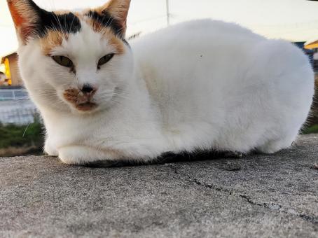 石垣の上でくつろぐ三毛猫 猫,ねこ,ネコの写真素材