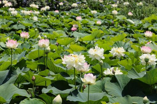 Lotus flower, JPG Lotus flower, JPG