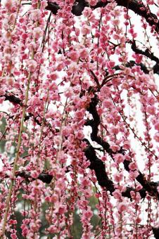 Photo, ume, flower, spring, 