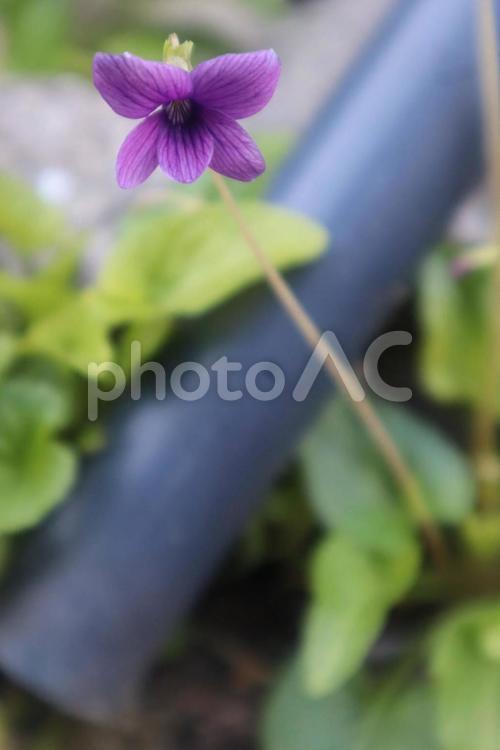 すみれの谷を思う 春,自然,すみれの写真素材