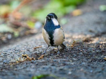 地面を歩くシジュウカラ シジュウカラ,野鳥,鳥の写真素材