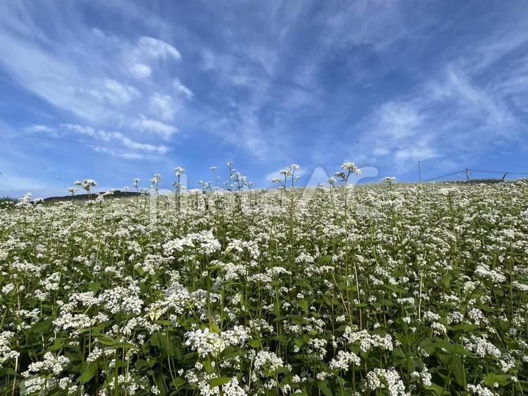 一面の蕎麦畑　その3 そば,蕎麦,ソバの写真素材