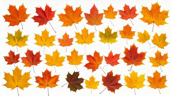紅葉・モミジの葉っぱ・白バック・切り抜き 紅葉・モミジの葉っぱ・白バック・切り抜きの写真