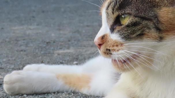 夕涼みが日課のもふもふであざとい三毛猫 夕涼みが日課のもふもふであざとい三毛猫の写真