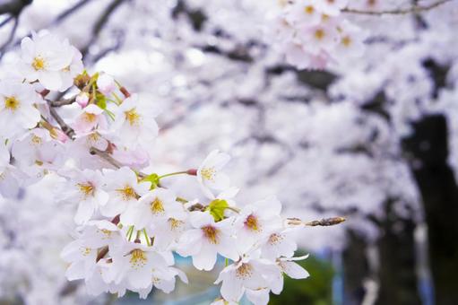 桜 桜の写真