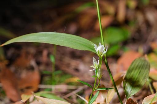 センブリ センブリ,千振,リンドウ科の写真素材