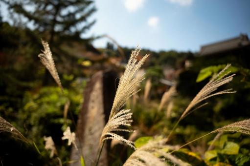 秋のススキ 長谷寺,秋,階段の写真素材