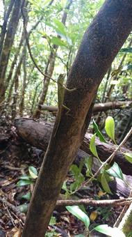キノボリトカゲ キノボリトカゲの写真