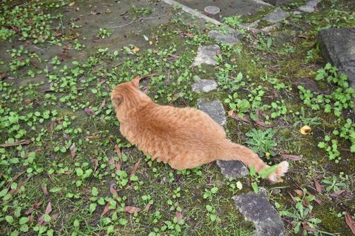 猫 猫 猫,屋外,芝生の写真素材