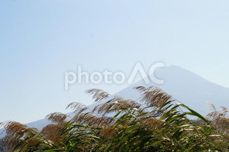 富士山 富士山,ススキ,空の写真素材