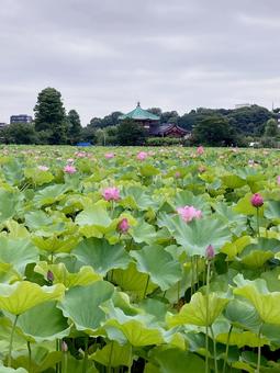 ハス ハス ハス,蓮,花びらの写真素材