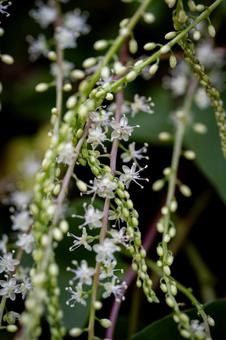 アカザカズラ アカザカズラ,花,小さいの写真素材