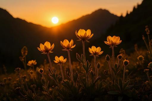 夕暮れの高山野花 夕暮れの高山野花の写真