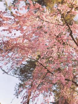 桜 桜の写真