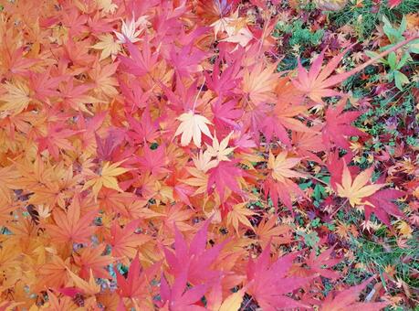 秋＊紅葉＊もみじ 秋,紅葉,もみじの写真素材