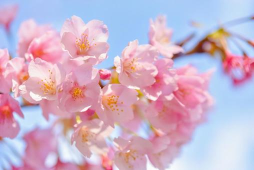 桜 桜の写真