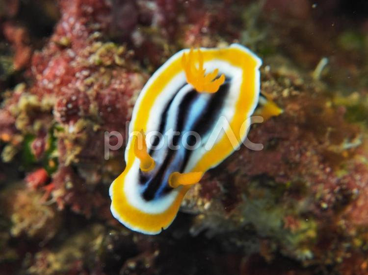 砂辺の夏に涼しんでいるシライトウミウシ 砂辺の夏に涼しんでいるシライトウミウシ ウミウシ,シライトウミウシ,海の写真素材