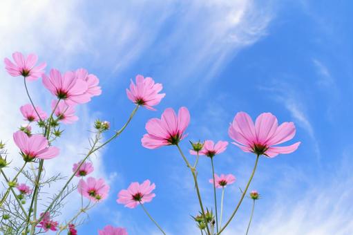 Pink Cosmos, JPG
