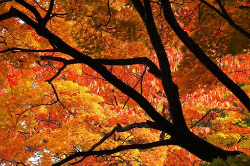 燃える紅葉の写真