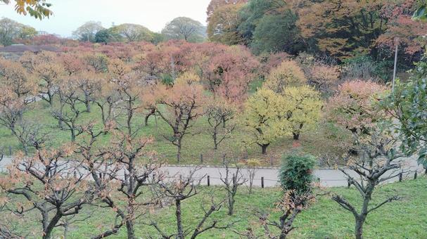 大阪城梅林公園の紅葉 紅葉,梅,木の写真素材