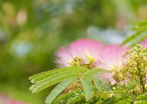 Silk tree flower, JPG Silk tree flower, JPG