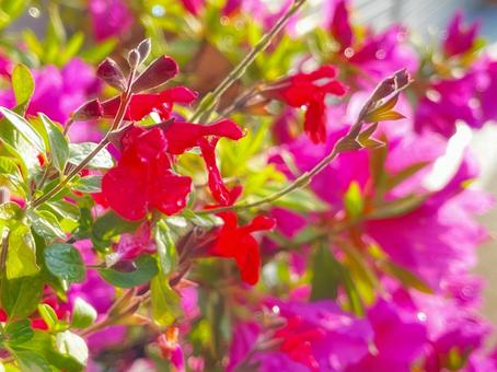 鮮やかで強い濃いピンクのツツジ 鮮やかで強い濃いピンクのツツジ つつじ,ピンク,見頃の写真素材