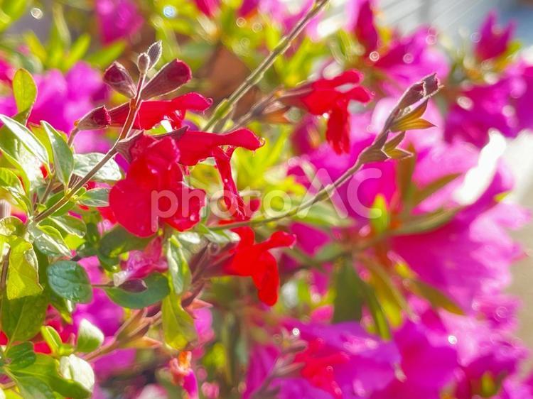 鮮やかで強い濃いピンクのツツジ つつじ,ピンク,見頃の写真素材