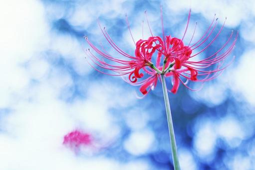 Spider lilies blooming towards the sky, JPG Spider lilies blooming towards the sky, JPG