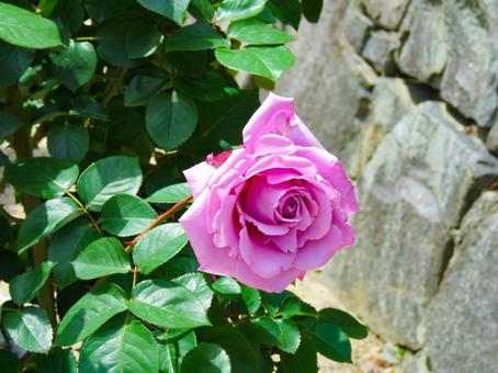 可憐に咲くバラの花 可憐に咲くバラの花の写真