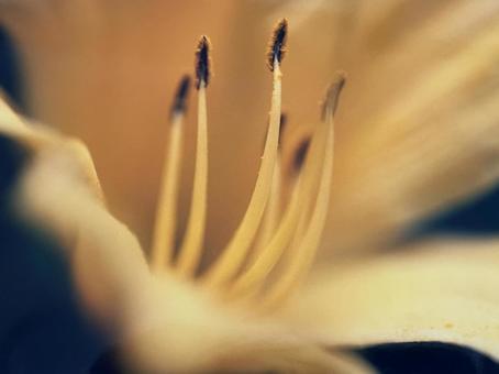 花 黄色い花びら 花 黄色い花びらの写真