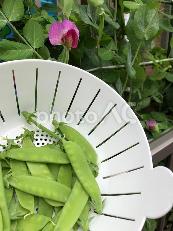 家庭菜園で育てた絹さや 家庭菜園,農業,菜園の写真素材