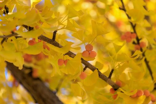 銀杏 銀杏,ギンナン,ぎんなんの写真素材