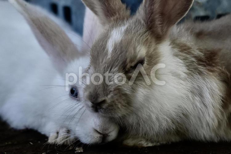 寄り添ううさぎ達　レトロ写真 うさぎ,ウサギ,兎の写真素材