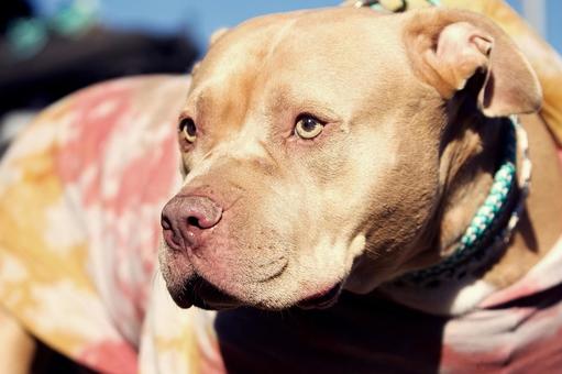 ピットブルのポートレート 犬,ピットブル,大型犬の写真素材