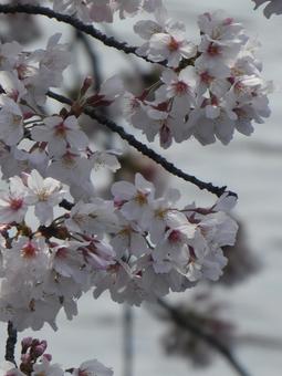 桜 桜の写真