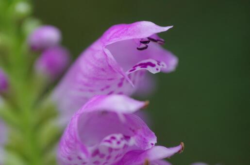 ハナトラノオの花 ハナトラノオの花の写真