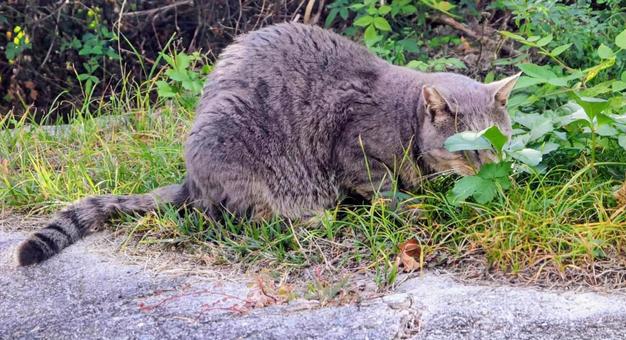 顔隠して体隠さず 猫,動物,風景の写真素材