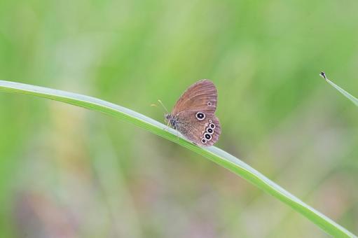ヒメヒカゲ ヒメヒカゲ ヒメヒカゲ,ジャノメチョウ,昆虫の写真素材