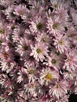 ドーム菊の花 菊,ドーム菊,花の写真素材